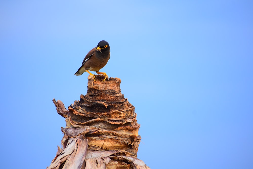 a bird sitting on top of a tree stump