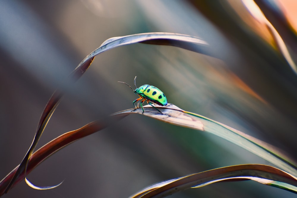 a green bug sitting on top of a leaf