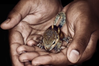A small, furry squirrel is gently cradled in a person's cupped hands. The squirrel has distinct stripes on its back and appears calm and delicate. The hands are carefully holding it, providing a sense of warmth and protection.