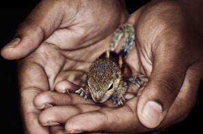 A volunteer gently tending to a rescued small mammal in a cozy, sunlit shelter