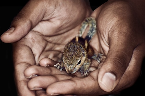 A small, furry squirrel is gently cradled in a person's cupped hands. The squirrel has distinct stripes on its back and appears calm and delicate. The hands are carefully holding it, providing a sense of warmth and protection.