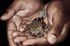 A gentle volunteer feeding a tiny injured squirrel wrapped in a soft cloth.