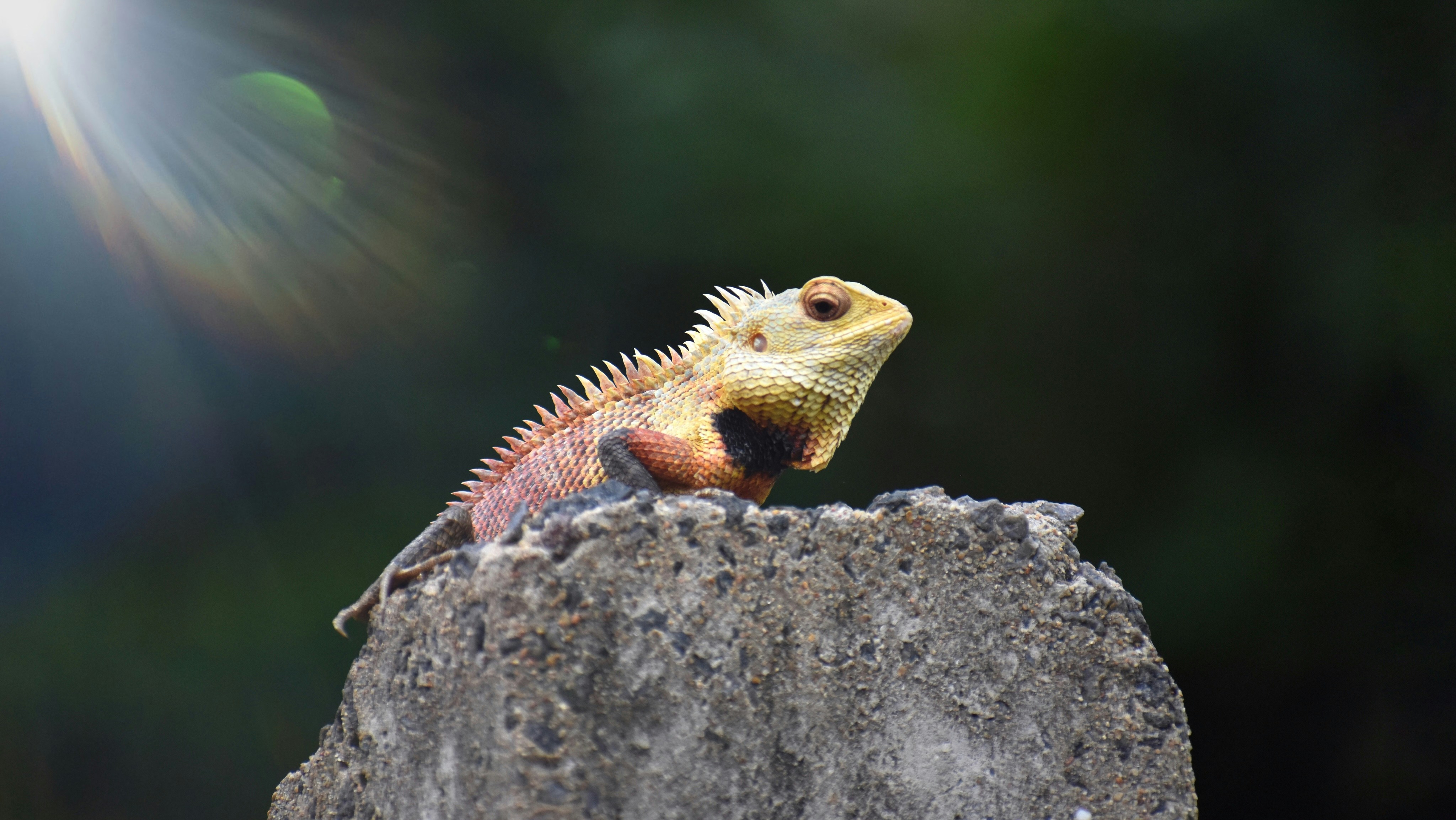 a lizard sitting on top of a rock