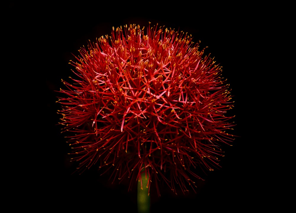 a close up of a red flower on a black background