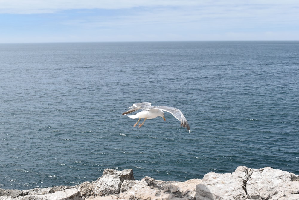 a seagull flying over a body of water