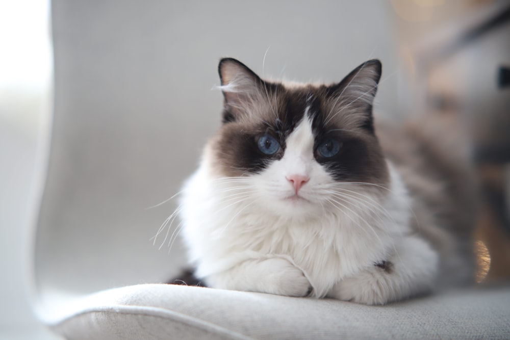 a cat with blue eyes sitting on a chair