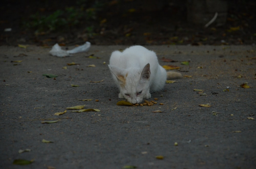 a white cat eating food on the ground