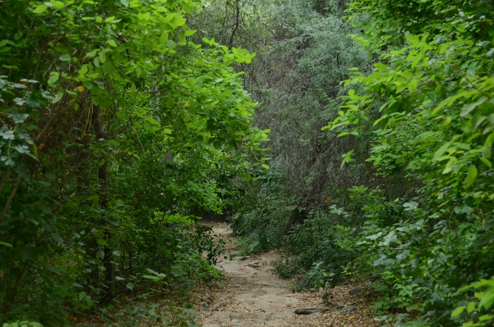 a dirt path in the middle of a forest