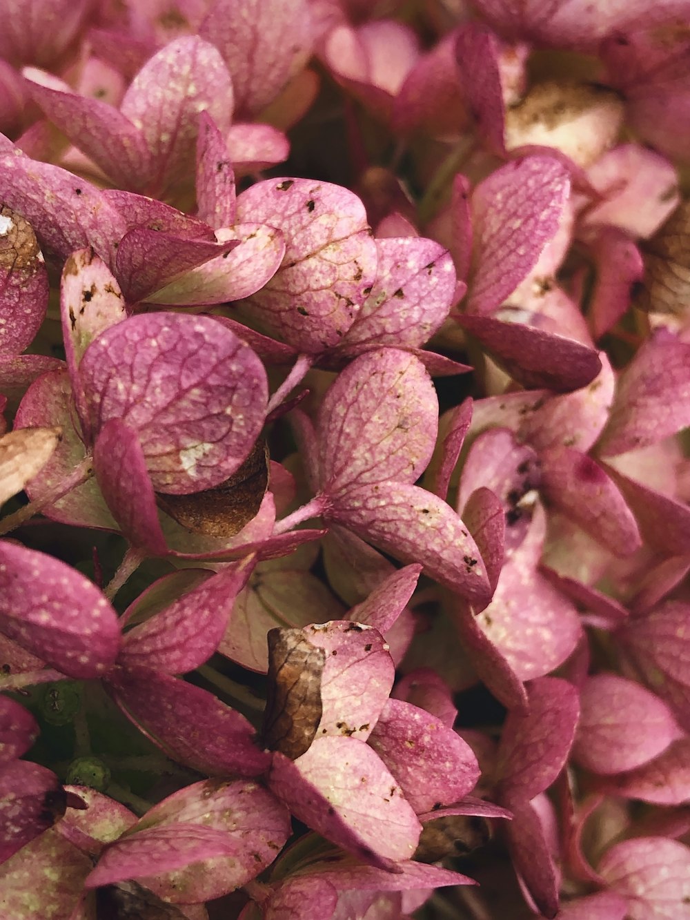 a close up of a bunch of pink flowers