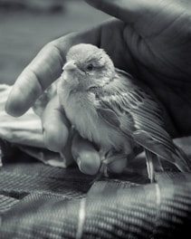 A caring hand gently holding a small exotic bird, showing trust and connection.