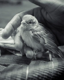 A close-up of hands softly holding a bird, symbolizing trust and communication.