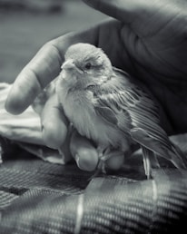 A close-up of a rescued bird being gently cared for in a natural setting.