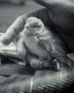 A caring hand gently holding a small exotic bird, showing trust and connection.