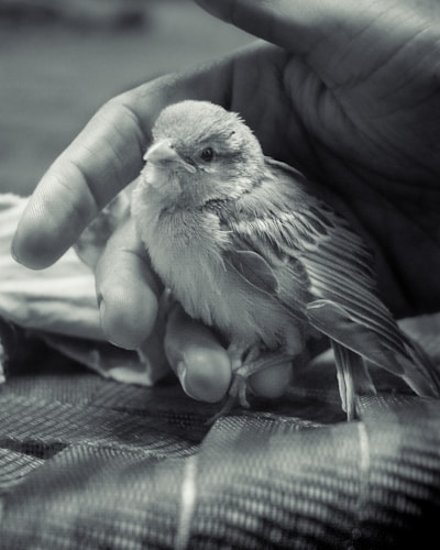 A vibrant close-up of a rescued bird perched gently on a caretaker's hand in a sunlit sanctuary.