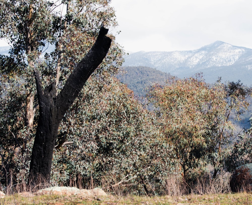 a tree in a field with mountains in the background