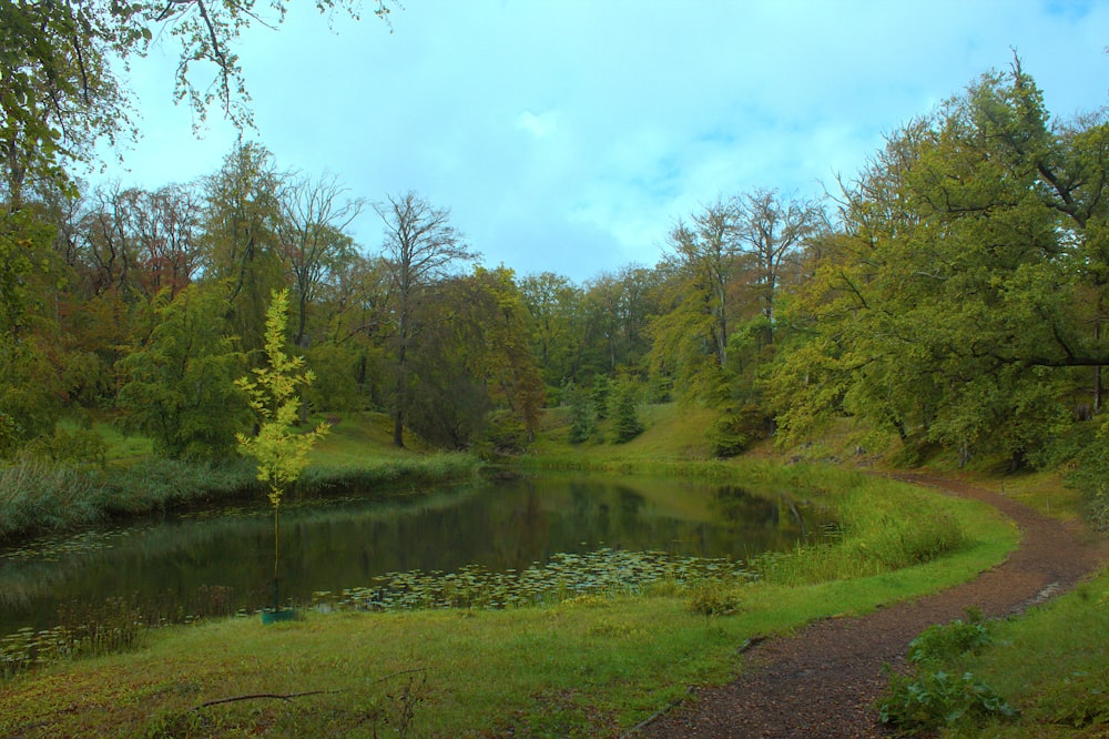 a small pond surrounded by trees and grass