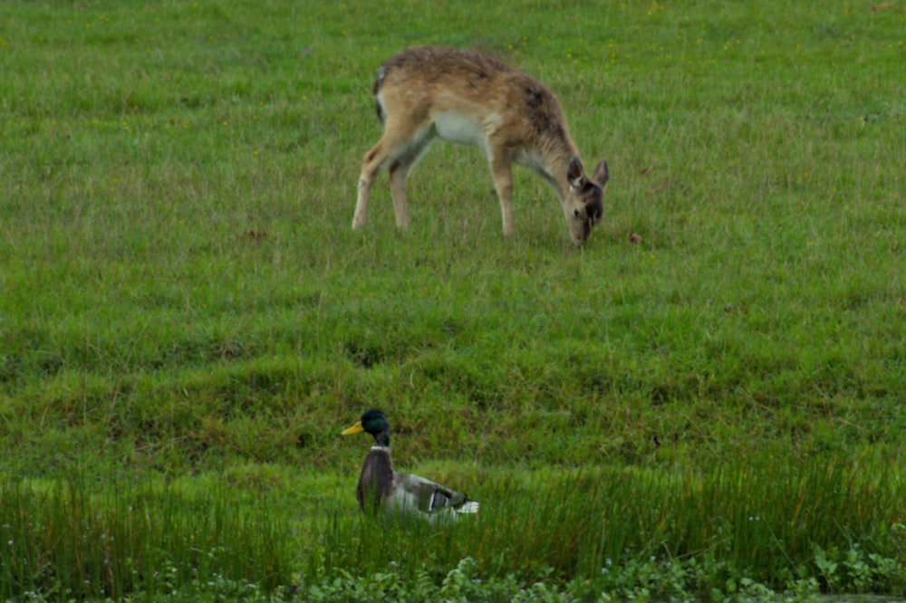 a couple of animals that are in the grass