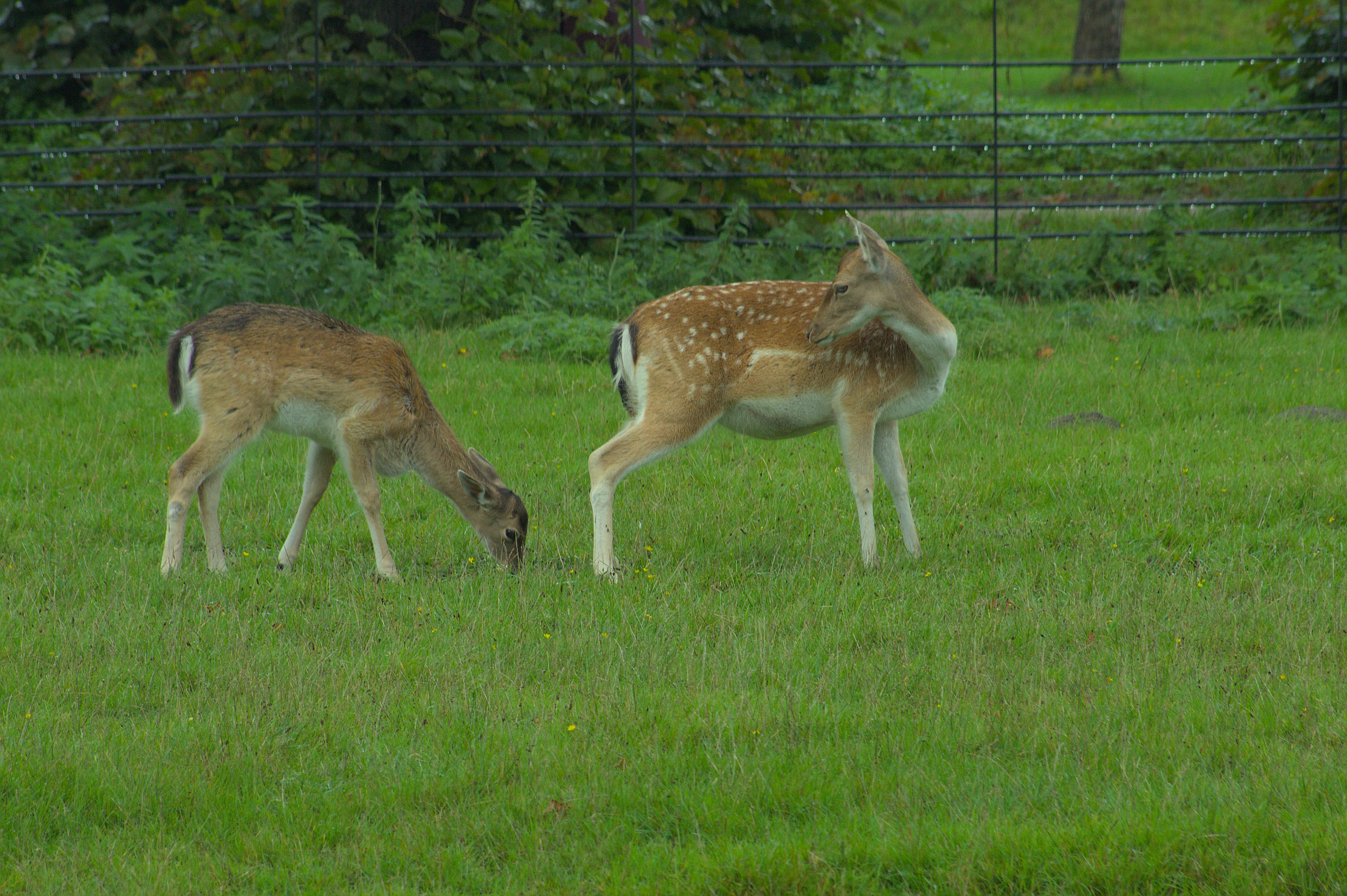 a couple of deer standing on top of a lush green field