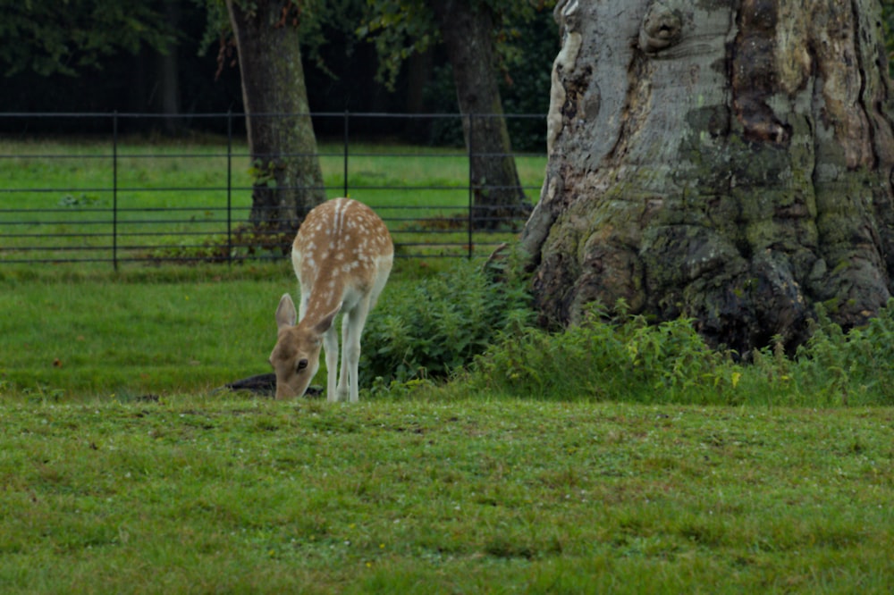 a deer grazing in a field next to a tree