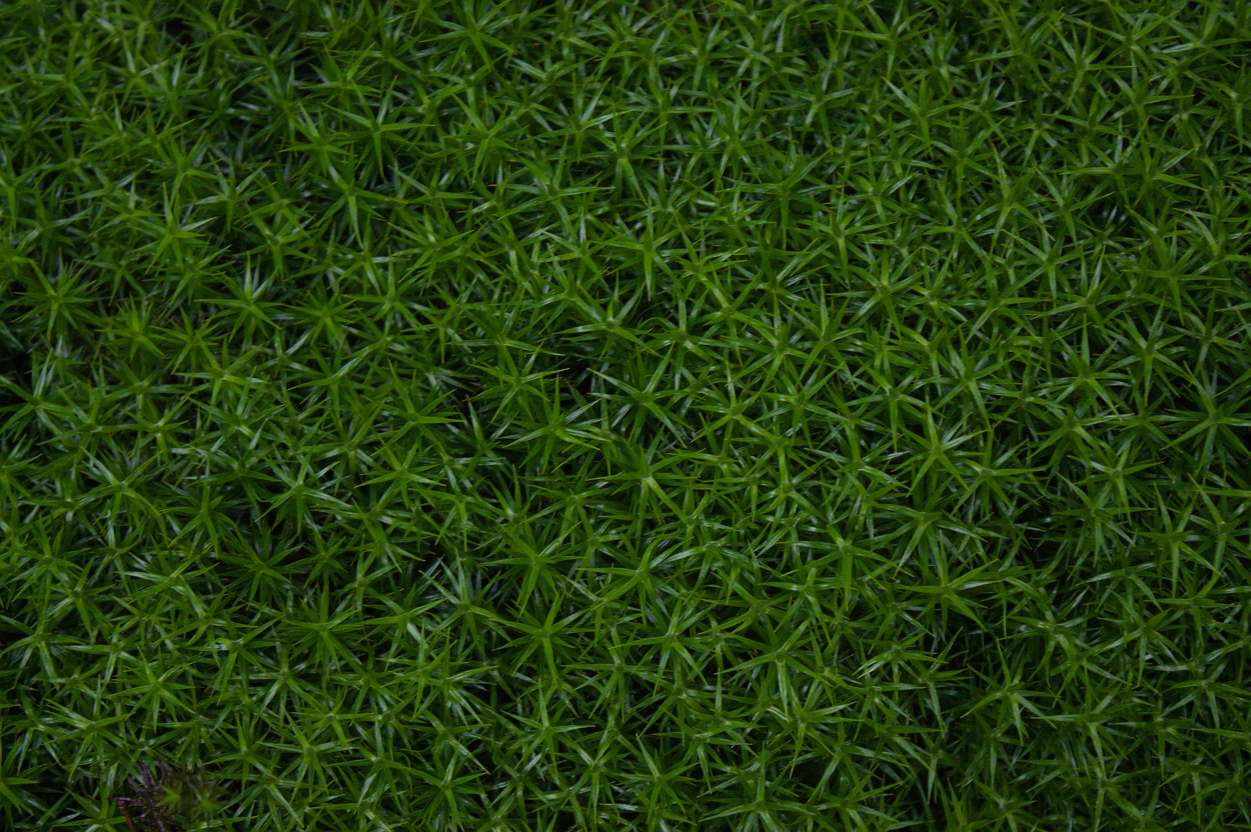 a red fire hydrant sitting on top of a lush green field