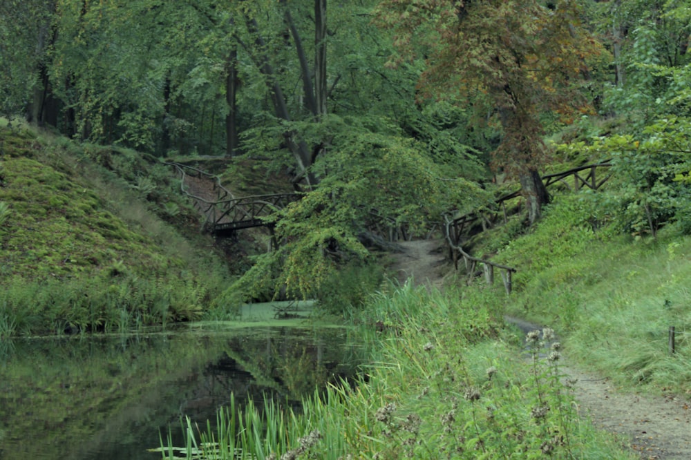 a small stream running through a lush green forest