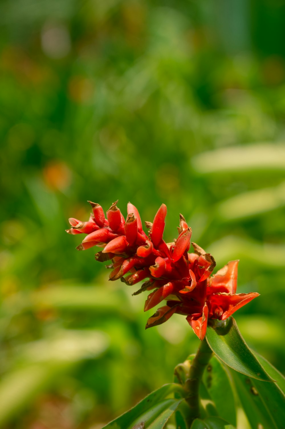 a close up of a red flower on a plant