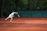 A young tennis player mid-serve on a sunny outdoor court, focused and determined.