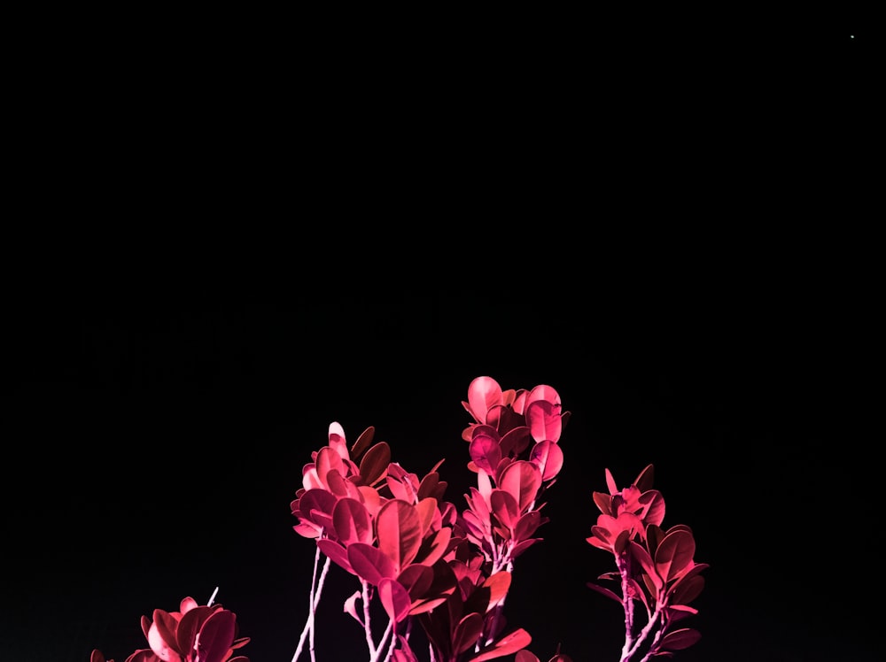 a vase filled with pink flowers on top of a table