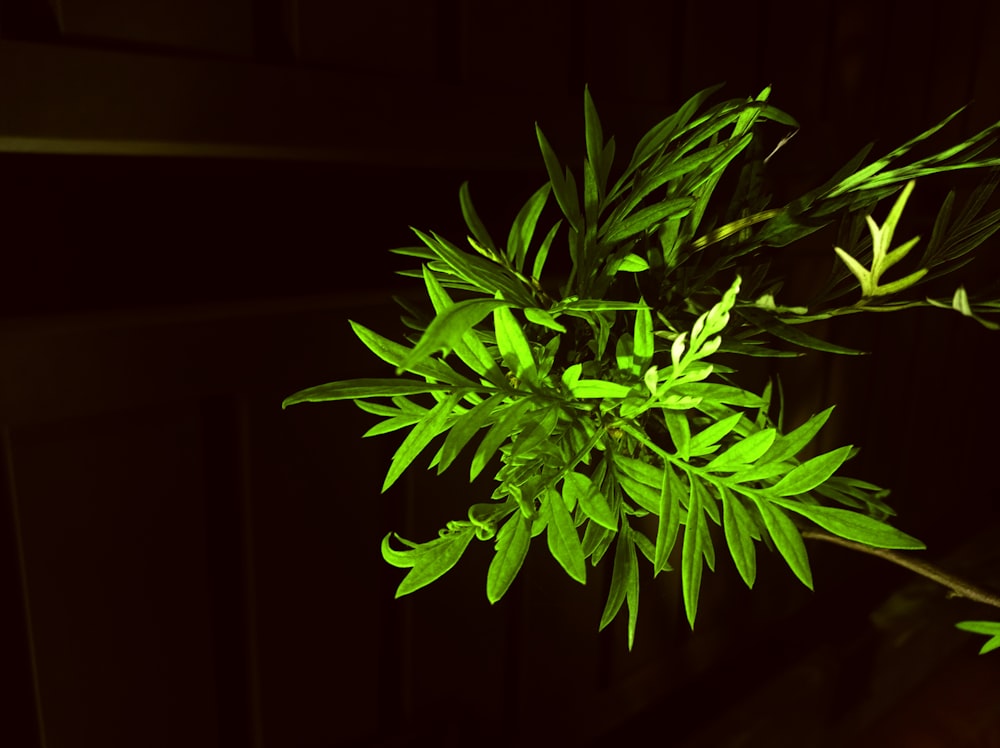 eine Pflanze mit grünen Blättern in einem dunklen Raum
