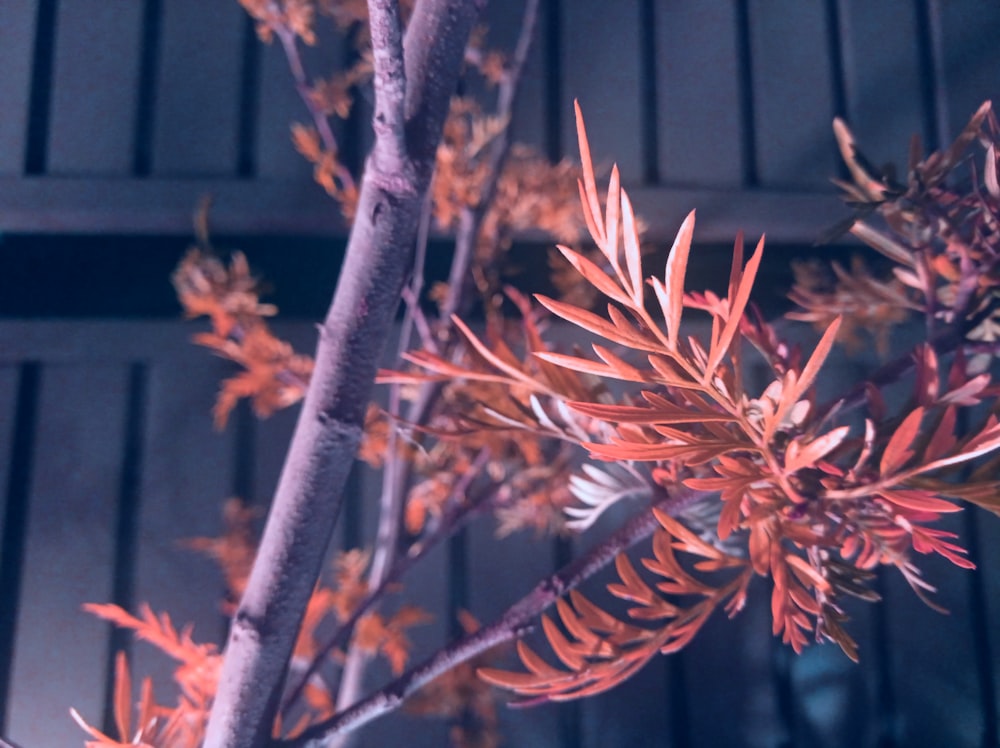 a close up of a tree with red leaves