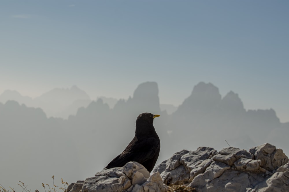 a black bird sitting on top of a pile of rocks