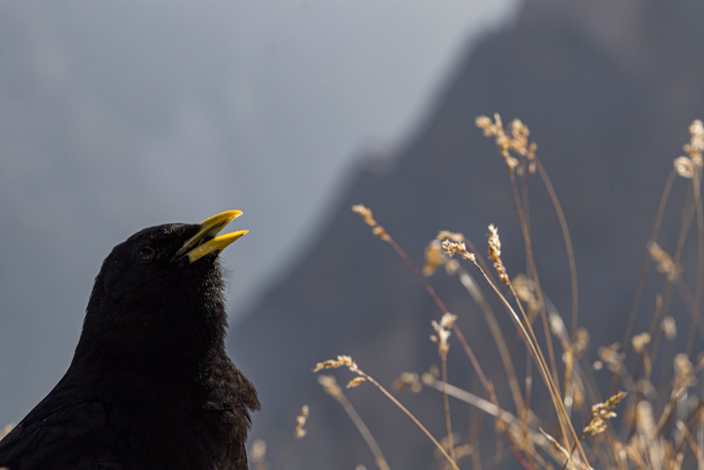 a black bird with a yellow beak standing in a field