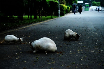 A group of seniors sitting in a circle with cats walking freely among them