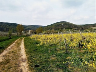 Wildflowers blooming along a dirt path winding through the vineyard rows.