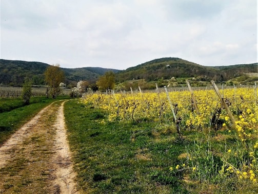 Wildflowers blooming along a dirt path winding through the vineyard rows.