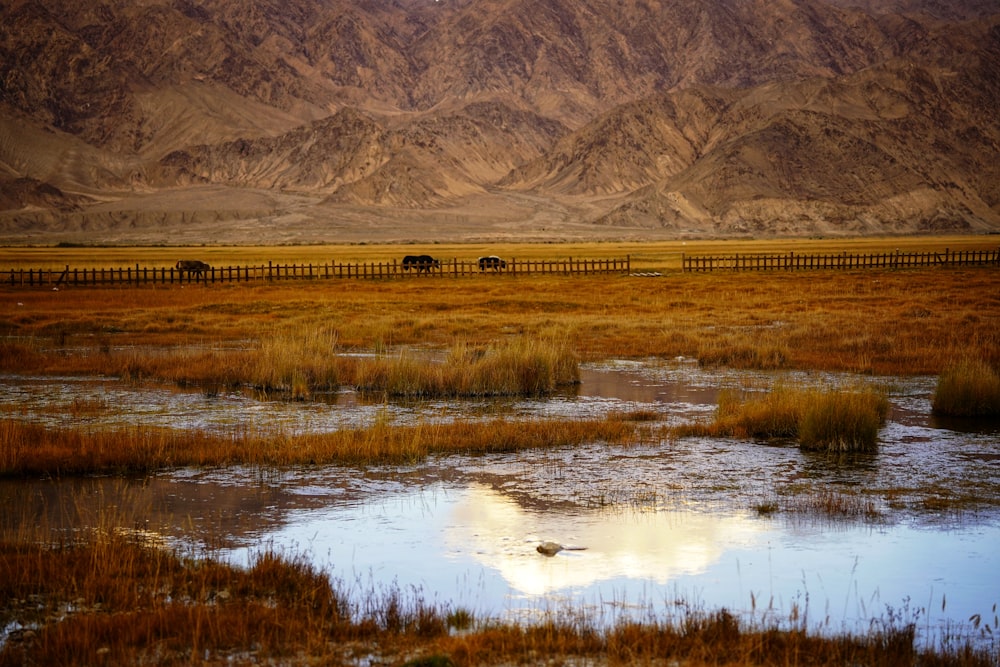 a group of horses grazing in a field with mountains in the background