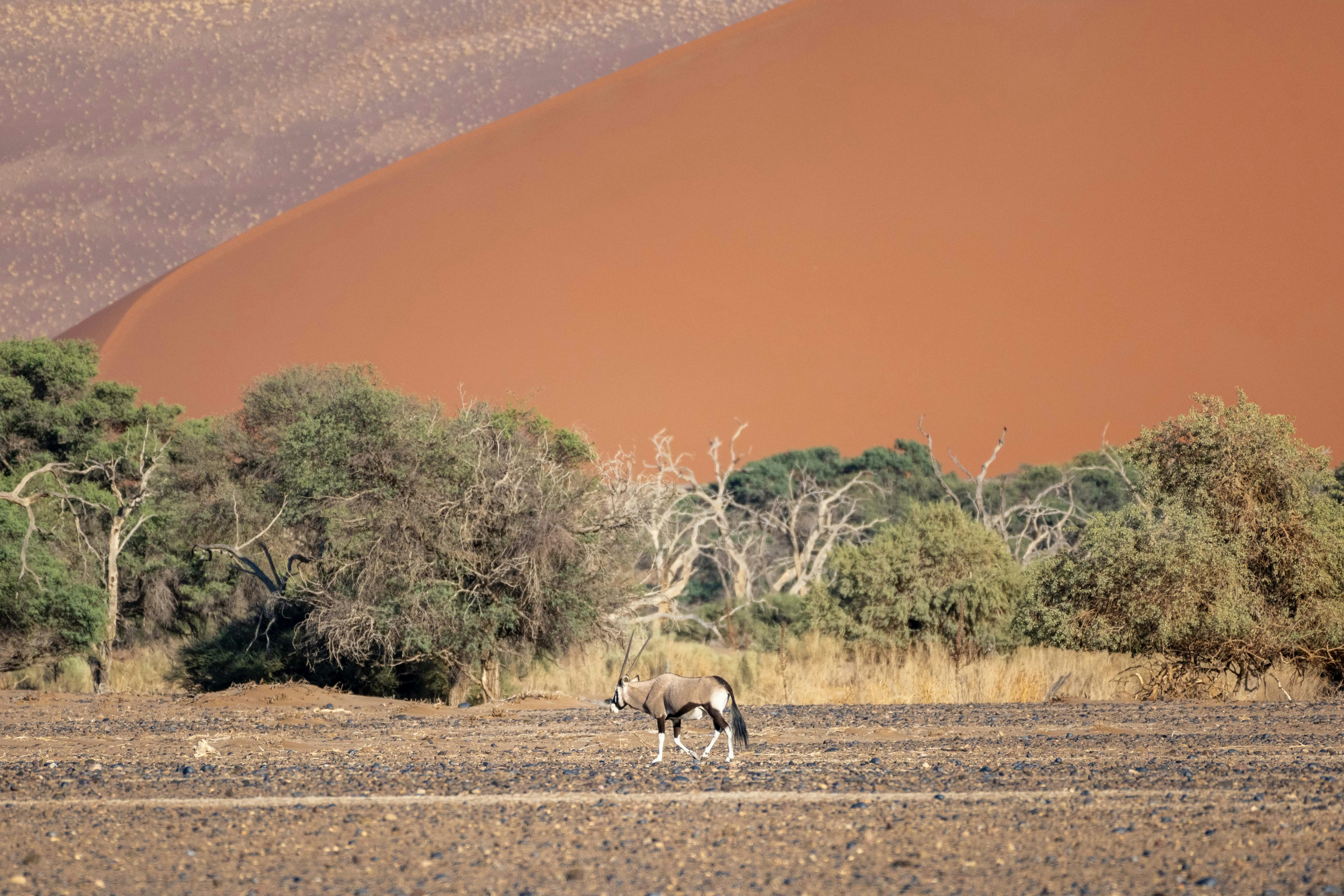 Photo by felixrottmann