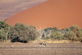 a horse standing in the middle of a field