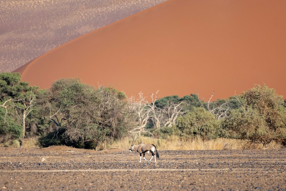 a horse standing in the middle of a field