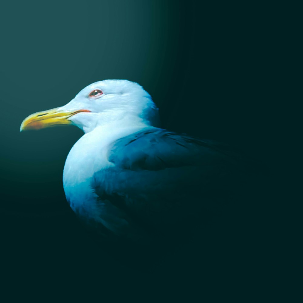 a blue and white bird with a yellow beak