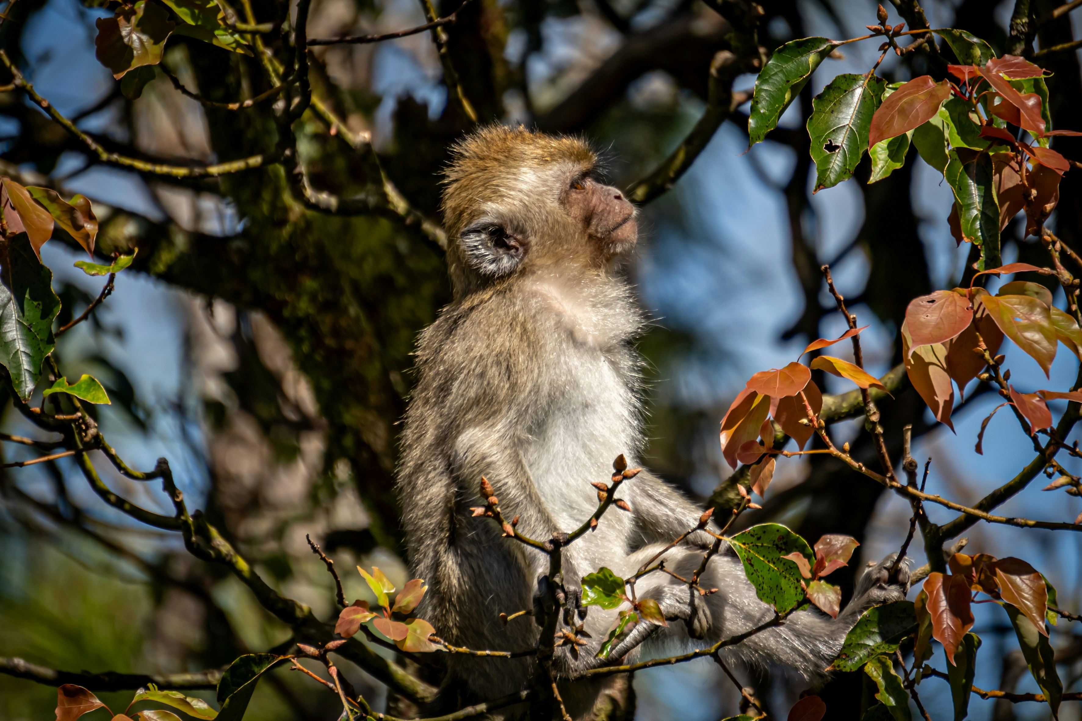 a monkey sitting in a tree looking up