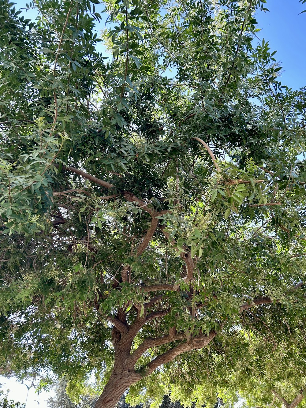 a bench under a large tree in a park