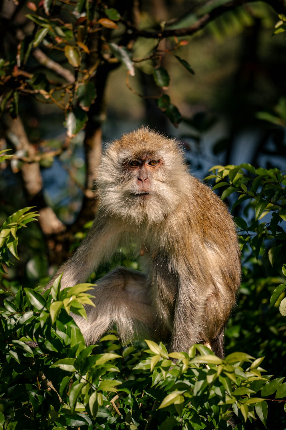 a monkey sitting in a tree looking at the camera