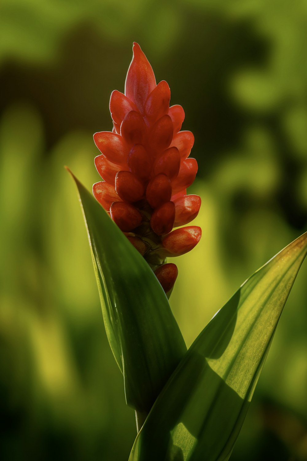 a red flower with green leaves in the foreground