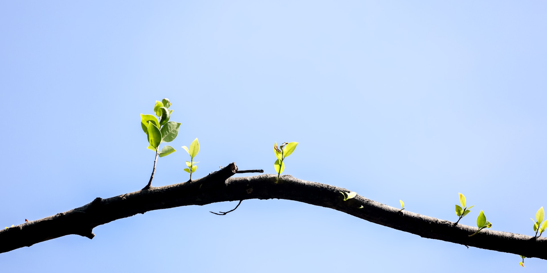 a branch of a tree with small green leaves