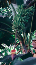 Local Indonesian farmer carefully harvesting bananas in a lush East Java plantation.