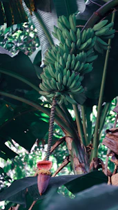 Local Indonesian farmer carefully harvesting bananas in a lush East Java plantation.