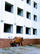 Two brown bears stand near a deteriorating, abandoned building with white tiles and open, empty window frames. The ground is littered with debris, and the scene suggests neglect and desolation.