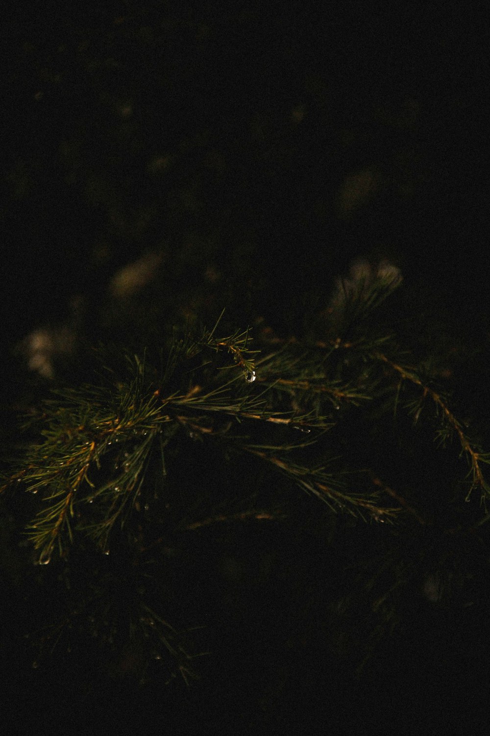 a close up of a pine tree at night
