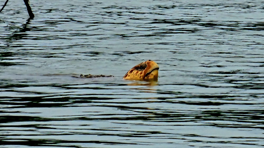 a bird is swimming in a body of water